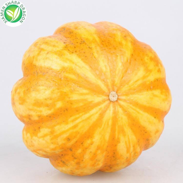 best grade mini pumpkin