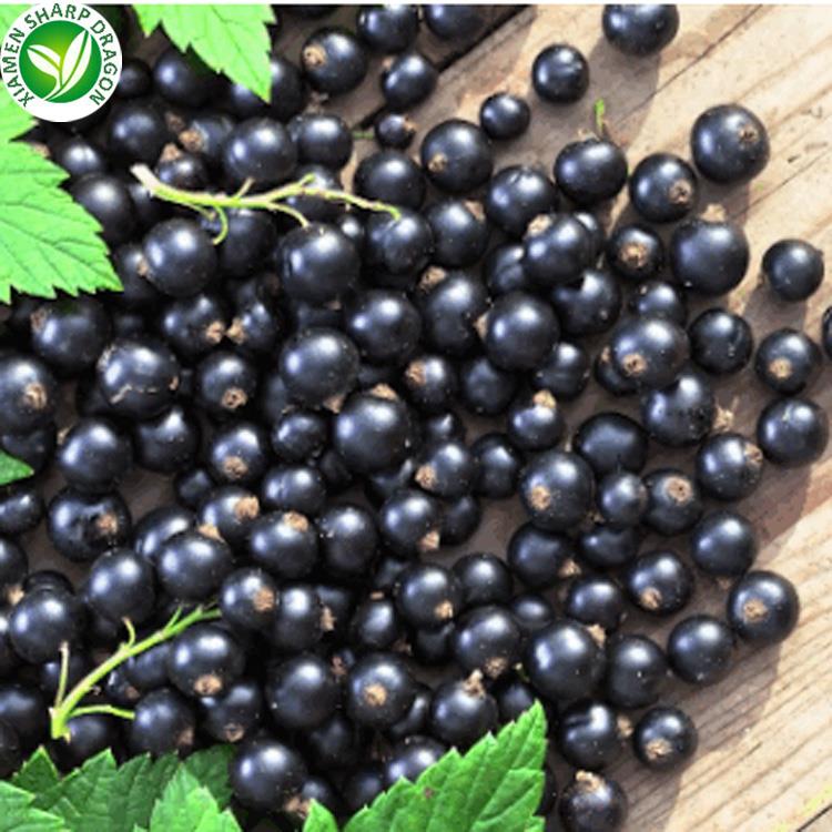 الكشمش الأسود للبيع black currant on sale