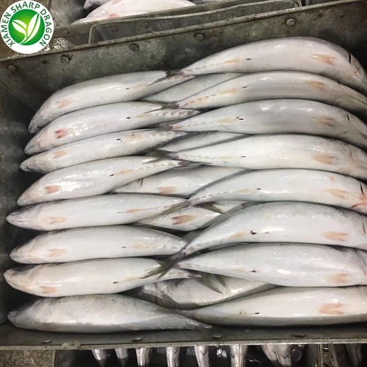 Bulk Frozen Pacific Mackerel Fish Bulk frozen Pacific mackerel fish in 10kg carton packing for export