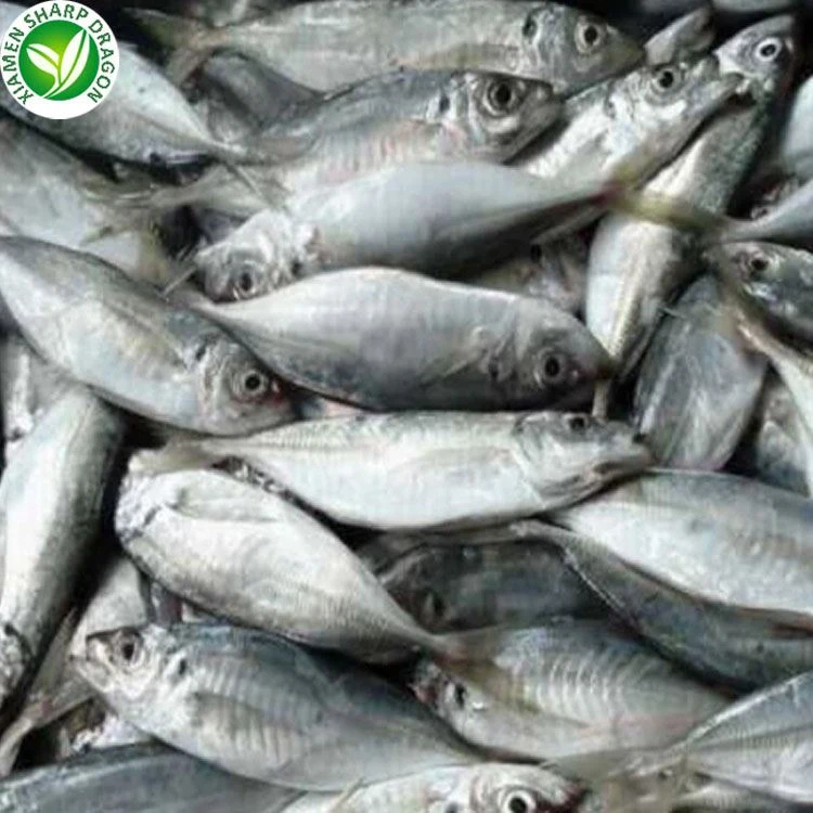 frozen horse mackerel FOR SALE frozen horse mackerel FOR SALE