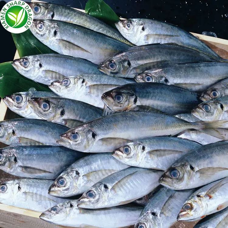 frozen horse mackerel frozen horse mackerel