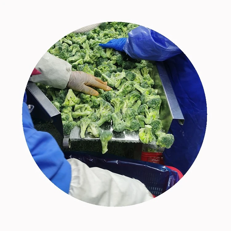 Broccoli sorting and handling Gloved hands sorting broccoli florets on a handling line