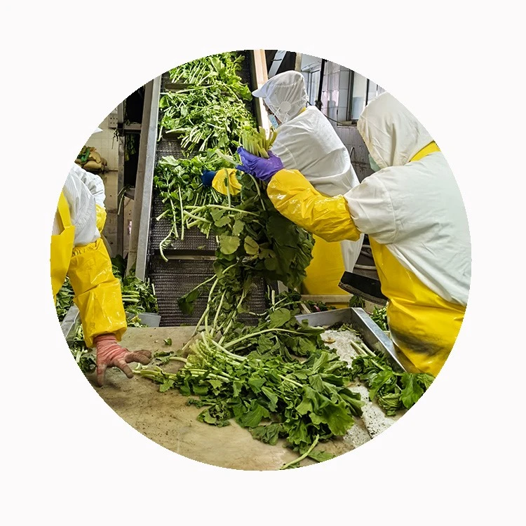 XMSD BQF frozen spinach supplier XMSD BQF frozen spinach supplier