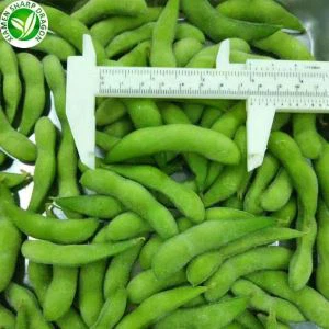 مجمدة إدمام الفول