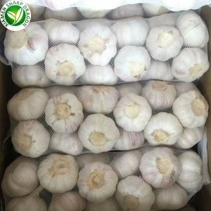 سعر الثوم الطازج