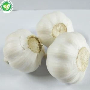 الثوم الأبيض الطازج
