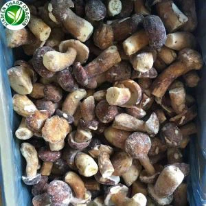 فطر بورسيني بالجملة