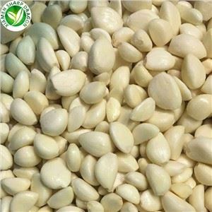 سعر الثوم