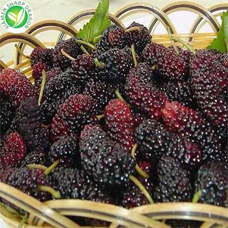 التوت المطاردة المجمدة