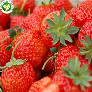 زراعة الفراولة في مزرعة