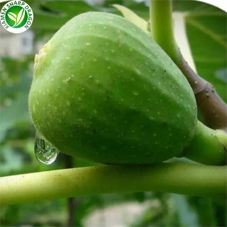 Freezing Figs For Sale