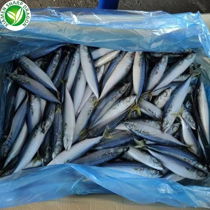 Frozen Fish Pacific Mackerel