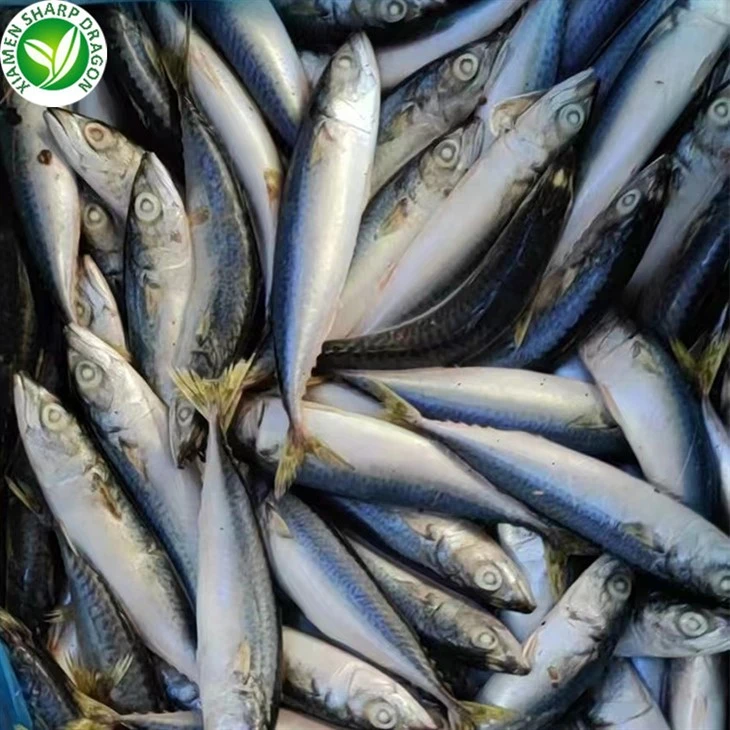 Frozen Fish Pacific Mackerel