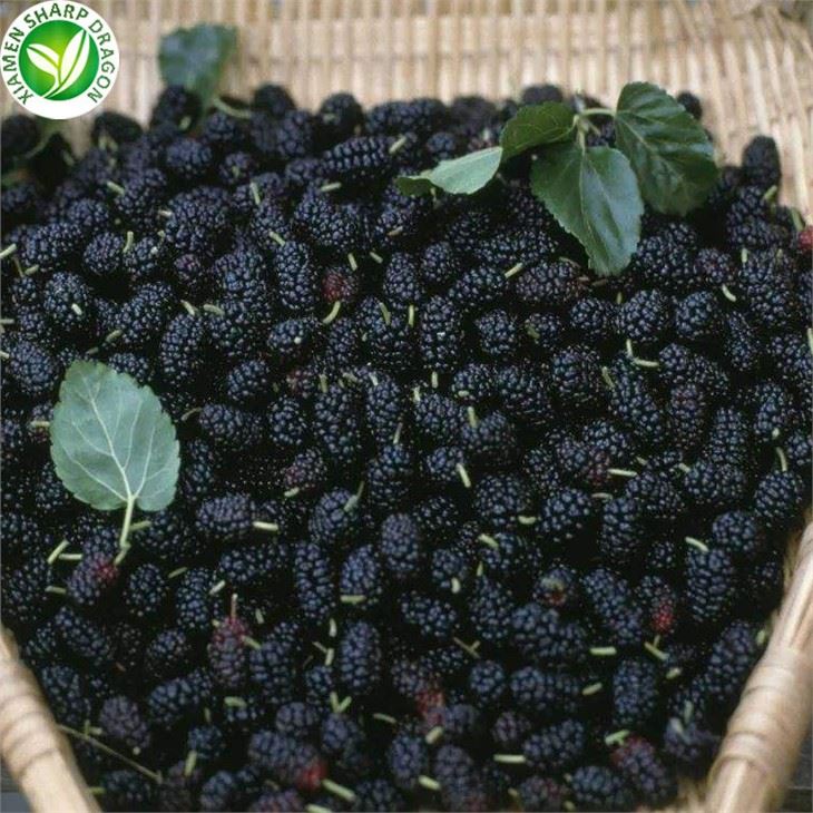 Frozen Stalkless Mulberry