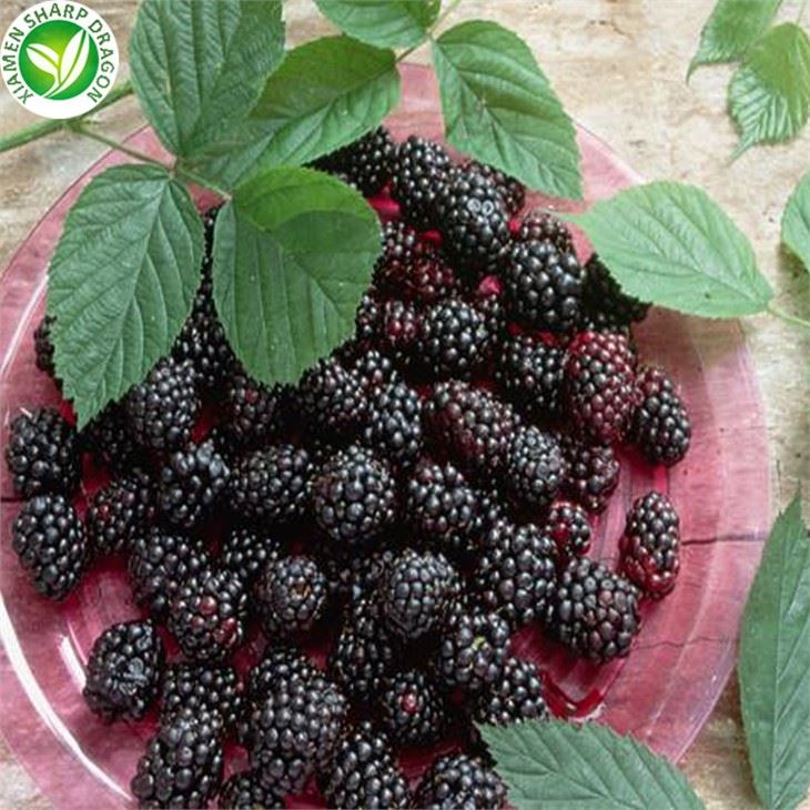 Frozen Stalkless Mulberry
