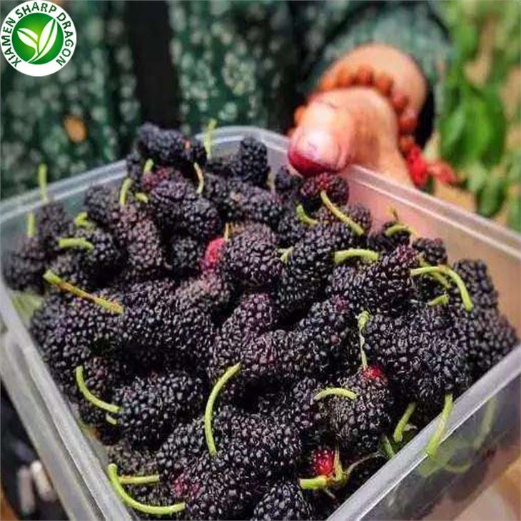 Frozen Stalkless Mulberry