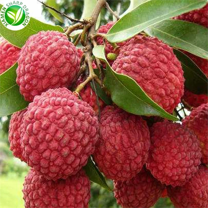 Lychee Fruit Season
