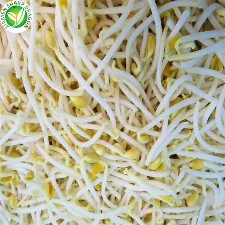 Mung Bean Sprouts