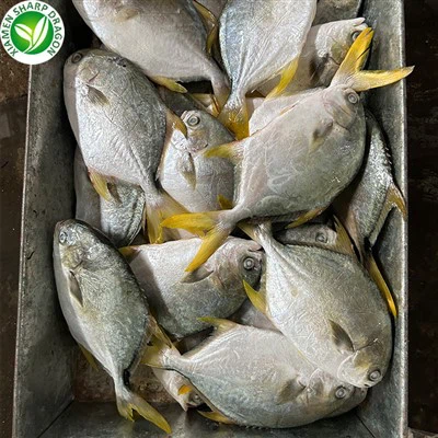 بومفريت الذهبي المجمد