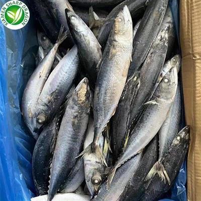 إسقمري المحيط الهادئ المجمد